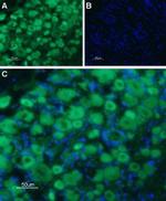 5HT3B Receptor (HTR3B) (extracellular) Antibody in Immunohistochemistry (Frozen) (IHC (F))