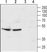 5HT3B Receptor (HTR3B) (extracellular) Antibody in Western Blot (WB)