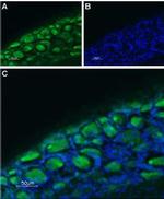 5HT3B Receptor (HTR3B) (extracellular) Antibody in Immunohistochemistry (Frozen) (IHC (F))