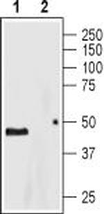 5HT4 Receptor (HTR4) (extracellular) Antibody in Western Blot (WB)