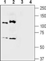 Semaphorin 3A (SEMA3A) Antibody in Western Blot (WB)