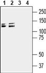 Semaphorin 4D (SEMA4D) (extracellular) Antibody in Western Blot (WB)