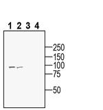 Semaphorin 6A (extracellular) Antibody in Western Blot (WB)