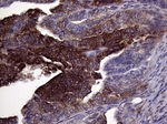 ASS1 Antibody in Immunohistochemistry (Paraffin) (IHC (P))