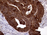 ASS1 Antibody in Immunohistochemistry (Paraffin) (IHC (P))