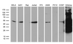 ASS1 Antibody in Western Blot (WB)