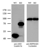 ASS1 Antibody in Western Blot (WB)