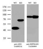 ASS1 Antibody in Western Blot (WB)