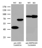 ASS1 Antibody in Western Blot (WB)