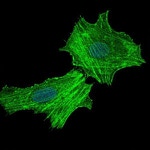 ASS1 Antibody in Immunocytochemistry (ICC/IF)