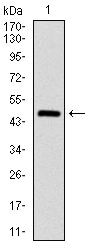 ASS1 Antibody in Western Blot (WB)