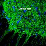 SLC17A5 (Sialin) Antibody in Immunohistochemistry (Frozen) (IHC (F))