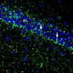 SVCT2/SLC23A2 (extracellular) Antibody in Immunohistochemistry (Frozen) (IHC (F))