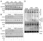 ATG12 Antibody in Western Blot (WB)