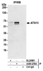 ATG13/KIAA0652 Antibody in Western Blot (WB)