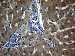 ATG16L1 Antibody in Immunohistochemistry (Paraffin) (IHC (P))