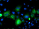 ATG3 Antibody in Immunocytochemistry (ICC/IF)