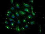 ATG3 Antibody in Immunocytochemistry (ICC/IF)