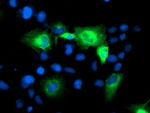 ATG3 Antibody in Immunocytochemistry (ICC/IF)