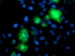 ATG3 Antibody in Immunocytochemistry (ICC/IF)