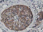 ATG3 Antibody in Immunohistochemistry (Paraffin) (IHC (P))