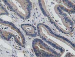 ATG3 Antibody in Immunohistochemistry (Paraffin) (IHC (P))