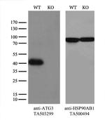 ATG3 Antibody