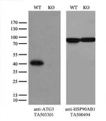 ATG3 Antibody