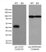 ATG3 Antibody