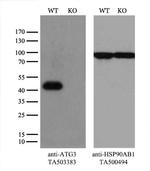 ATG3 Antibody