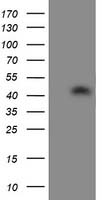 ATG3 Antibody in Western Blot (WB)