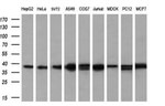 ATG3 Antibody in Western Blot (WB)