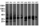 ATG3 Antibody in Western Blot (WB)