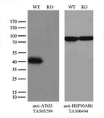 ATG3 Antibody in Western Blot (WB)