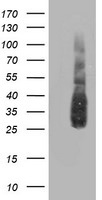 ATG3 Antibody in Western Blot (WB)