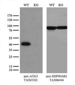 ATG3 Antibody in Western Blot (WB)