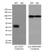 ATG3 Antibody in Western Blot (WB)