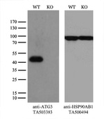 ATG3 Antibody in Western Blot (WB)