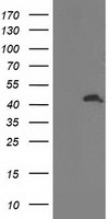 ATG3 Antibody in Western Blot (WB)