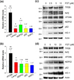 ATG9B Antibody in Western Blot (WB)