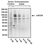 ATG9A Antibody in Western Blot (WB)