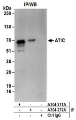 ATIC Antibody in Western Blot (WB)