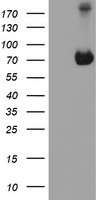 ATIC Antibody in Western Blot (WB)