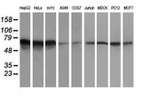 ATIC Antibody in Western Blot (WB)