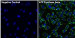 ATP Synthase beta Antibody in Immunocytochemistry (ICC/IF)