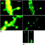 ATP1A3 Antibody in Immunocytochemistry (ICC/IF)