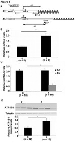 ATP1B1 Antibody in Western Blot (WB)