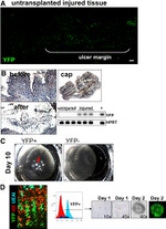 ATP4B Antibody in Immunohistochemistry (IHC)