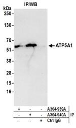 ATP5A1 Antibody in Western Blot (WB)