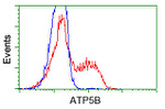 ATP5B Antibody in Flow Cytometry (Flow)